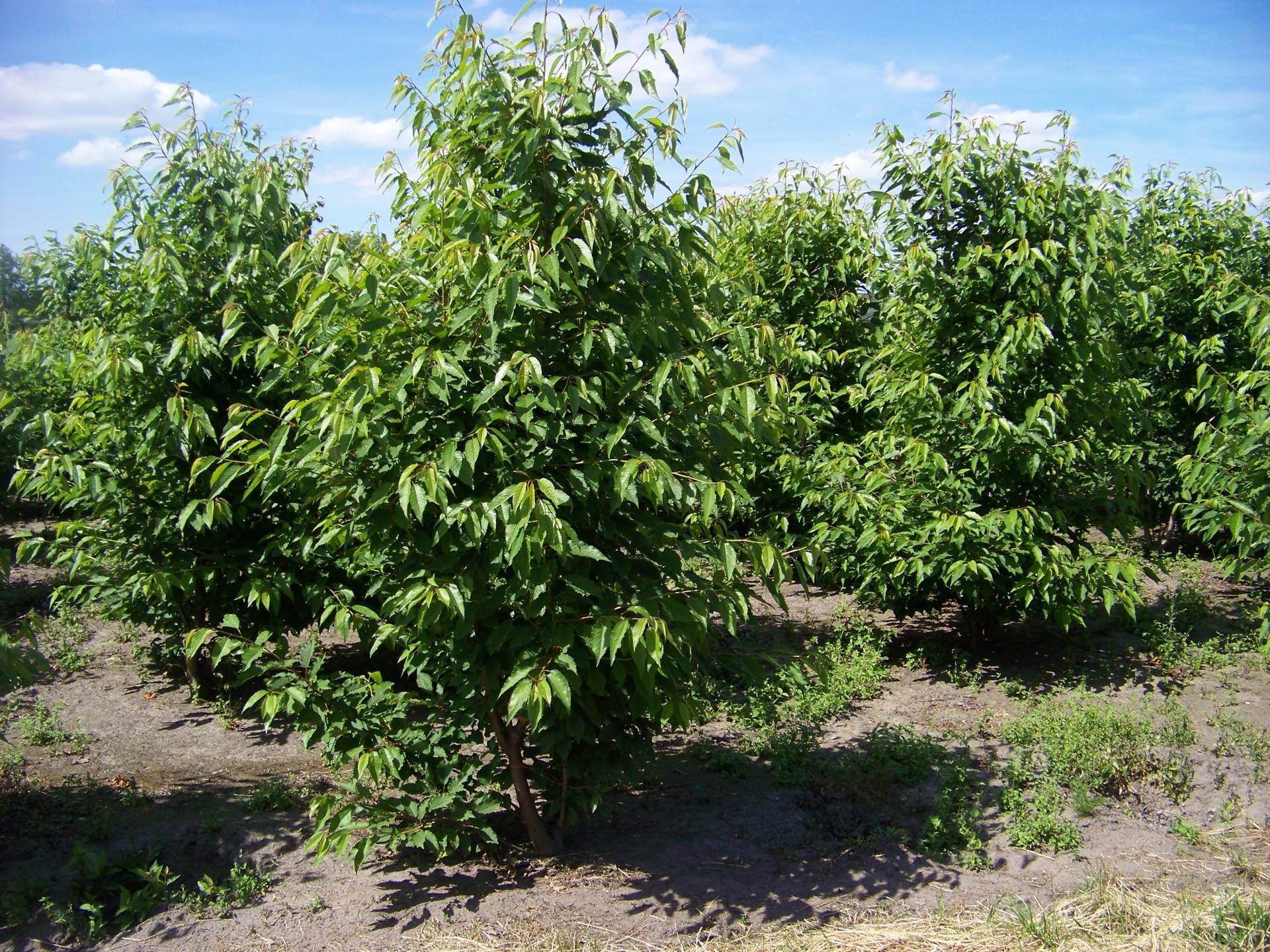 Prunus avium Plena_12